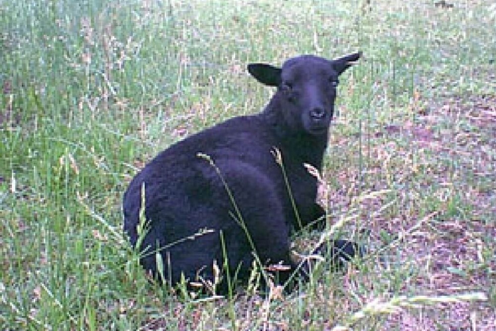 Black Welsh Mountain Sheep (1) (1)