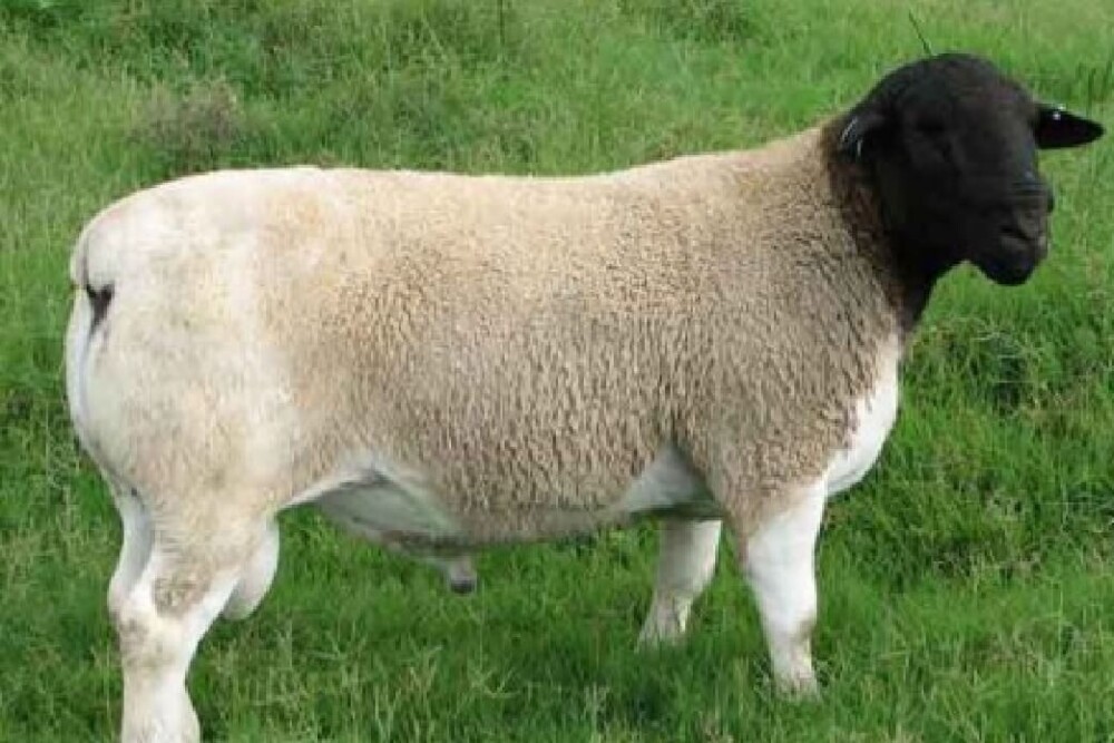 Blackhead Dorper Sheep (1) (1)