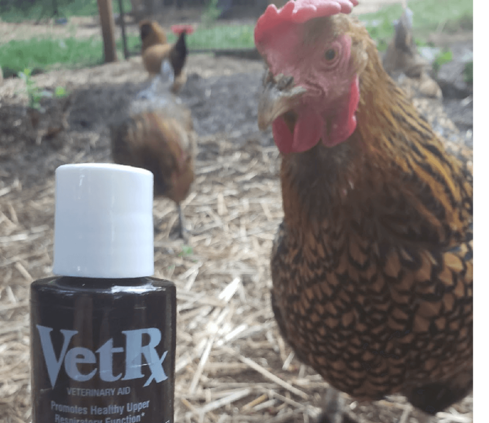 First Aid for sneezing chickens (1)