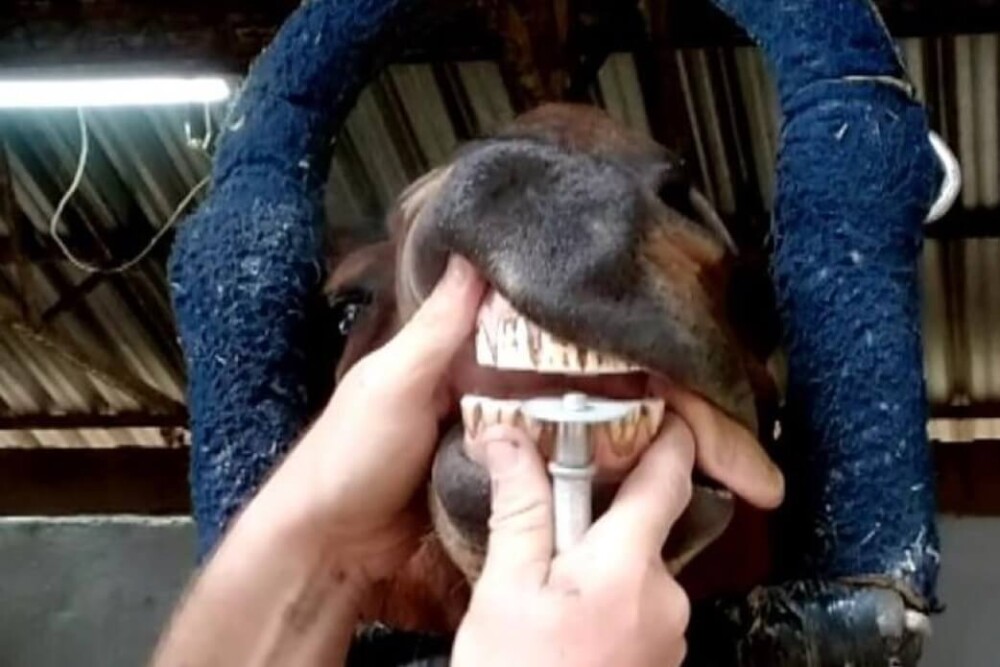Horse getting teeth ground down (1)