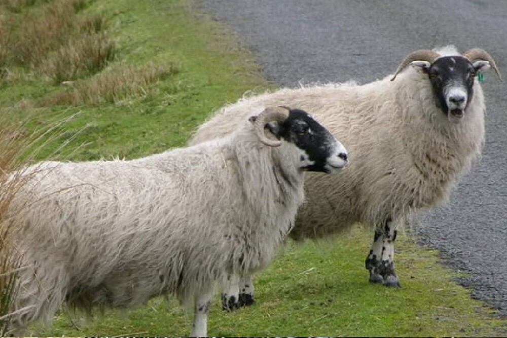 Scottish black faced sheep have a distinct look (1)