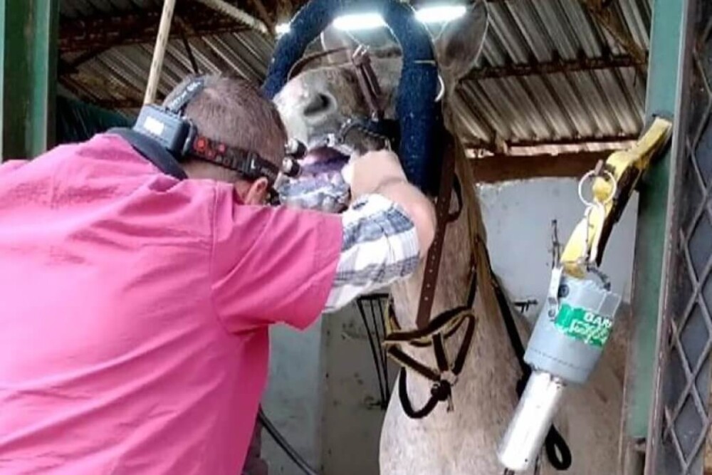 Should my horse see a dentist (1)