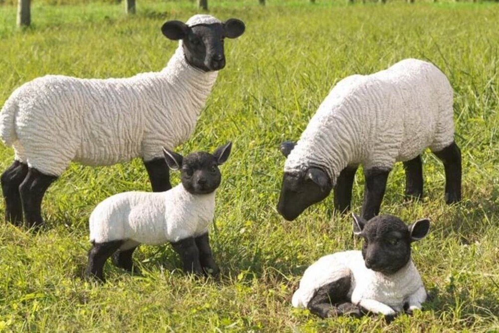 Suffolk Sheep Breed have black faces (1)