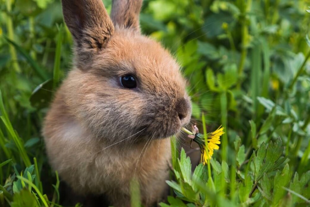edible weeds for rabbits (1)