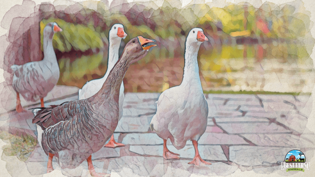 Geese make honking sound when calling or communicating to each other DLX2 PS