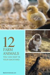 12 Farm Animals You can raise in your backyard (1)