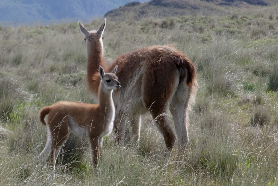 Alpacas are kid friendly farm animals 