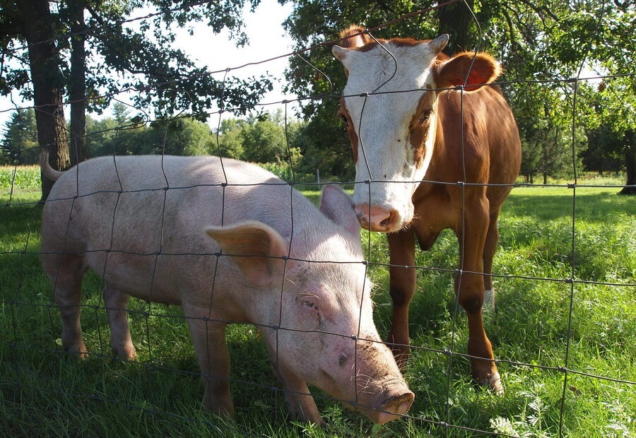 Which Animal Is More Profitable Pigs Or Cows