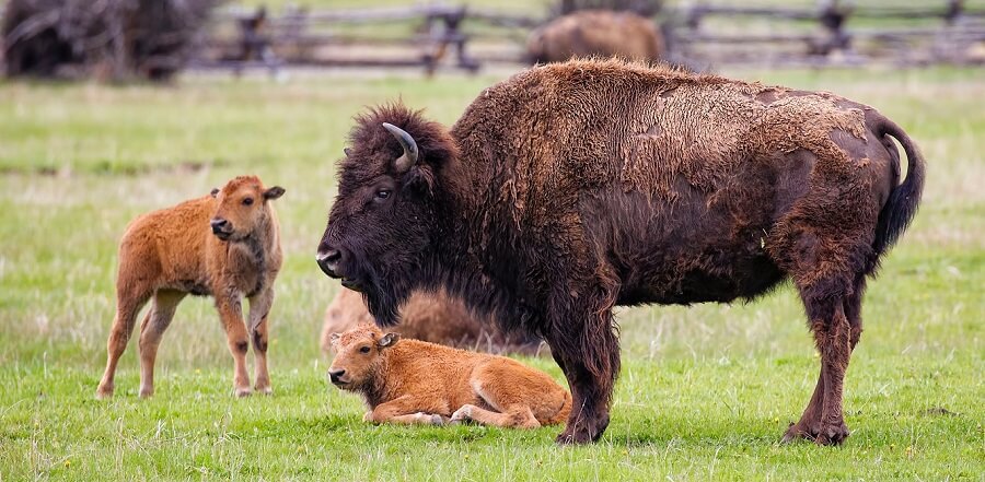 Are cows related to buffalo 