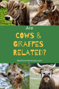 Are giraffes and cows related (1)