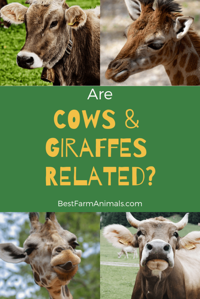 Are Cows And Giraffes Related?
