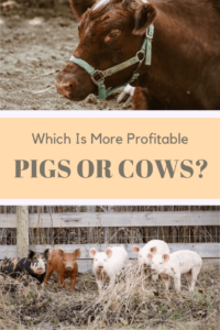 Are pigs or cows more profitable (1) (1)