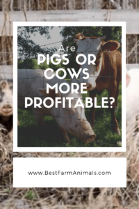 Are pigs or cows more profitable (2) (1)