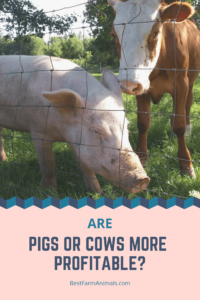 Are pigs or cows more profitable (3)