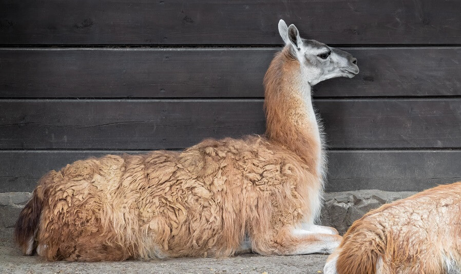 Backyard farm animals alpacas