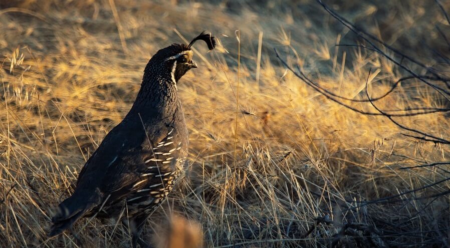 Backyard farm animals quail 