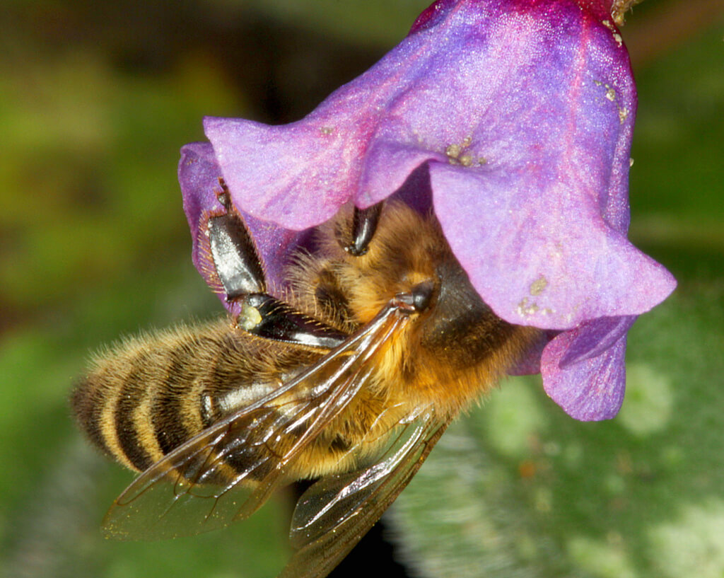 Bee gathering pollen from a flower to make honey 