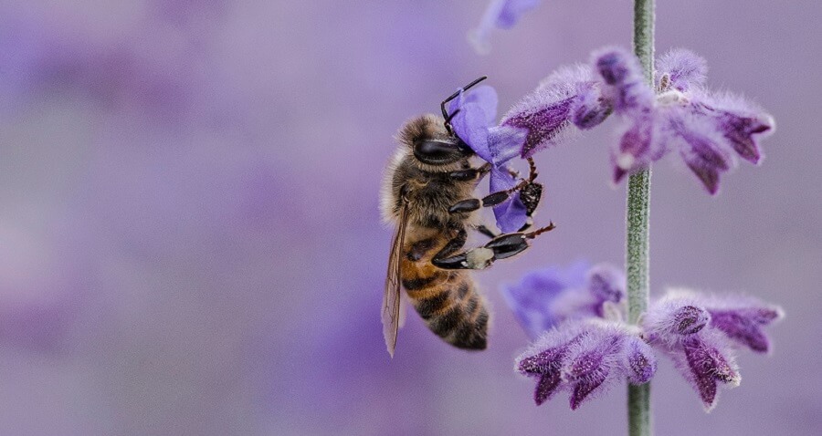 Bees are great animals for self sufficiency 