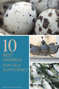Best Animals for Self Sufficiency (1)