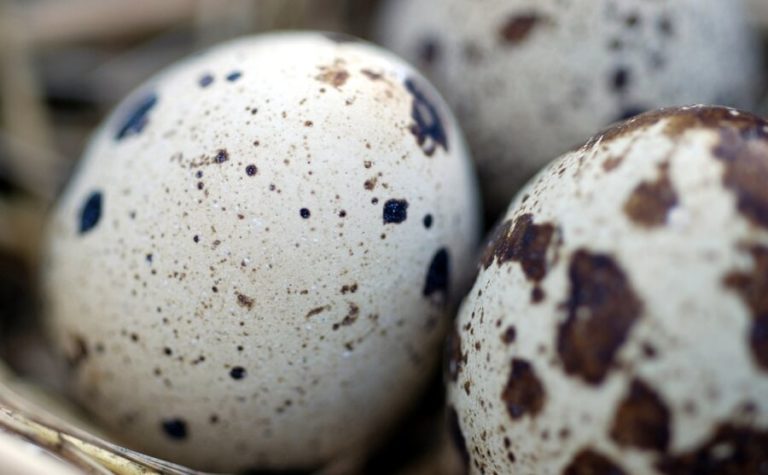 Best Animals for self-sufficiency