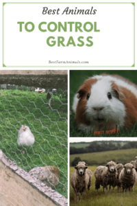 Best Animals to eat grass (1)