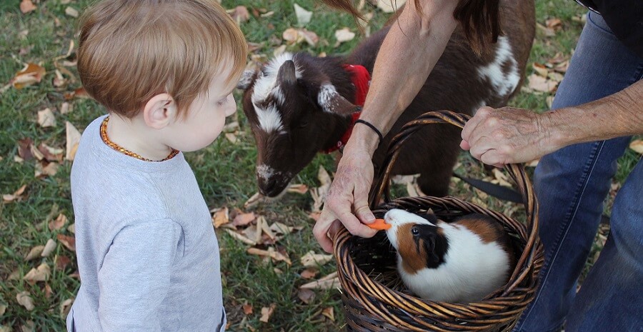 8 Kid Friendly Farm Animals That Make The Best Pets