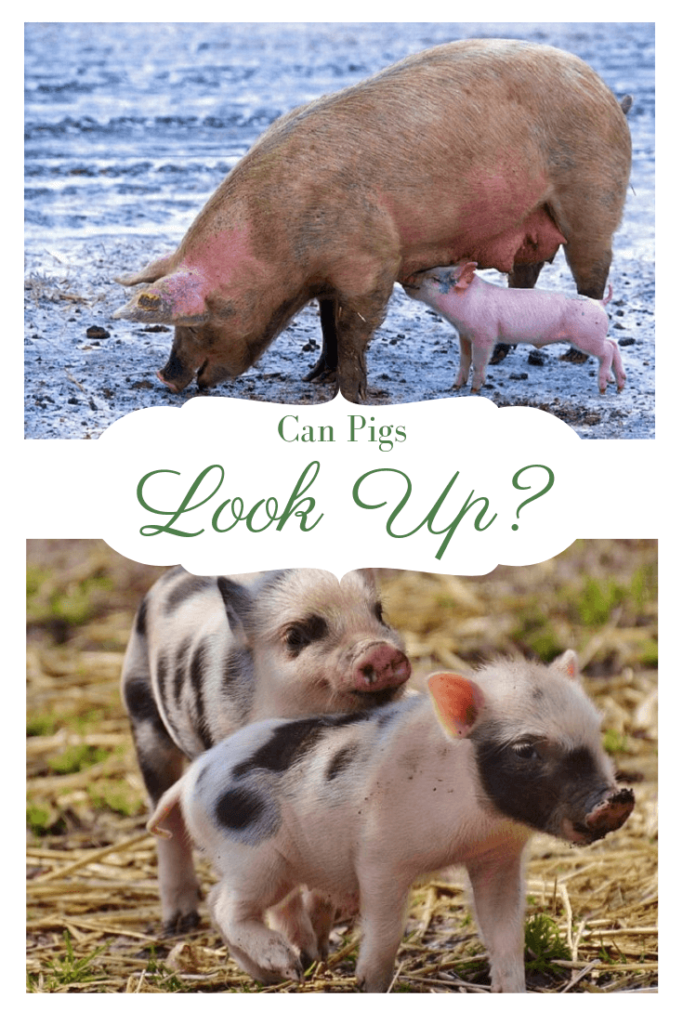 Can Pigs Look Up to the Sky? (The Answer May Surprise You)