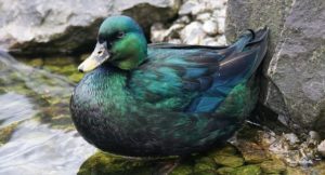 Cayuga Ducks