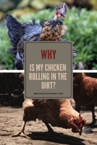 Chickens roll in the dirt (1)