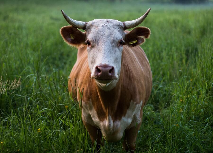 Cows help with self sufficiency 