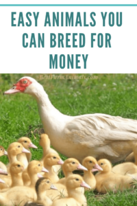 Easy Animals to raise for money (1)