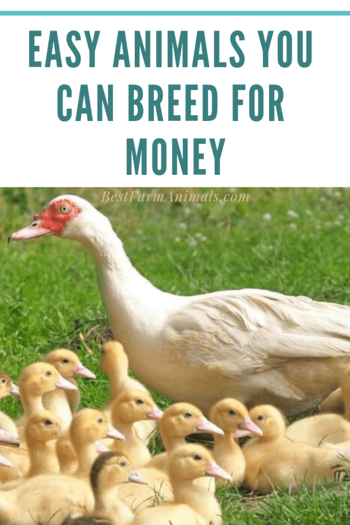 8 Most Profitable, Easy & Small Animals To Breed For Money