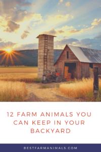 Farm animals you can raise in your backyard (1)