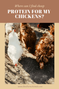 Find cheap protein for your chickens (1)