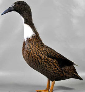 Hookbill duck