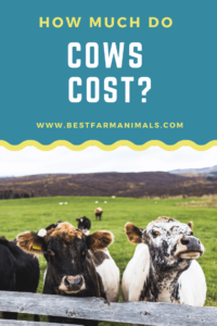 How much do cows cost (1)