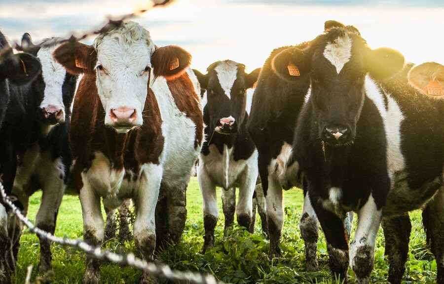 baby beef cows