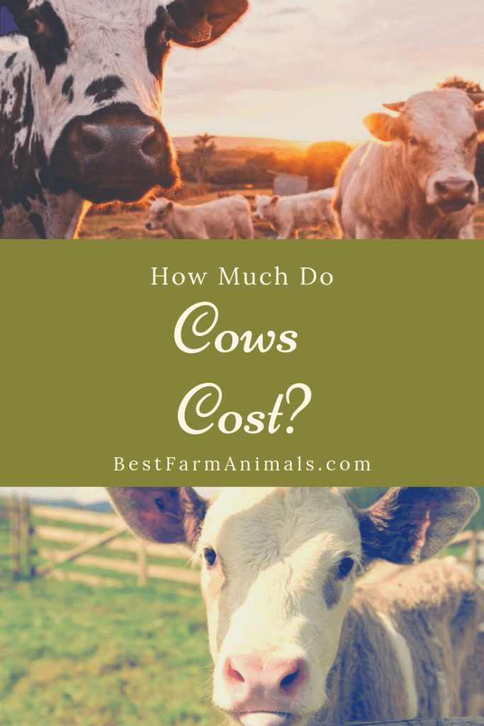 How Much Does A Cow Cost To Buy? 2023 Cattle Prices