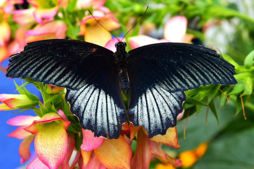 How to protect butterflies