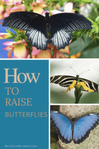 How to raise butterflies (4) (1)