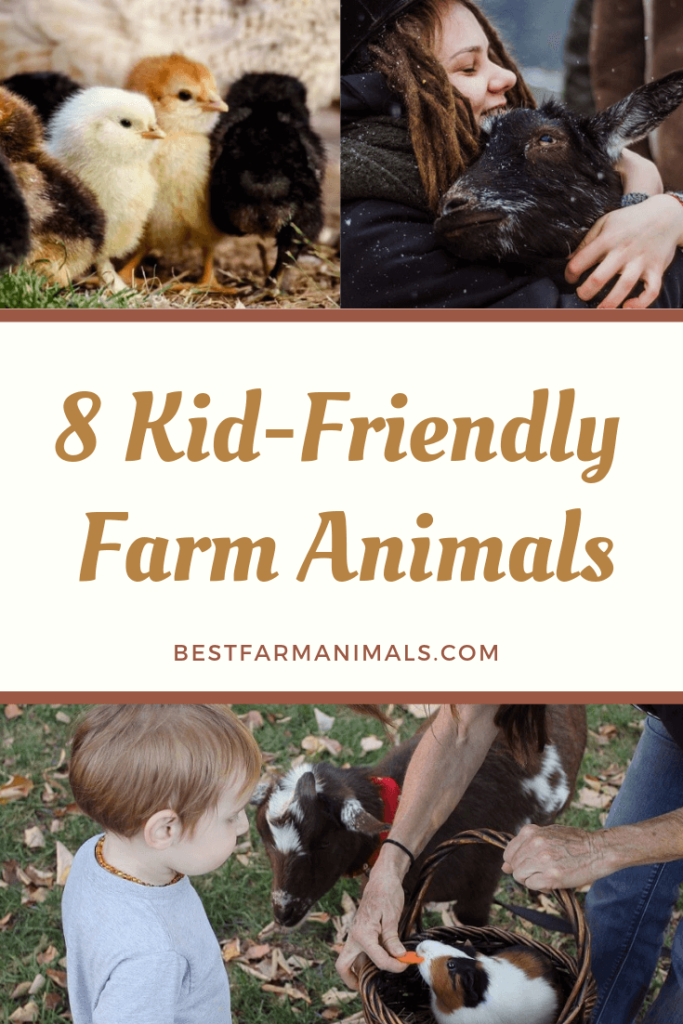 8 Best Farm Animals For Pets Friendly Farm Animals For Kids