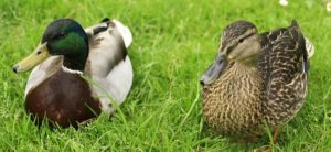 Mallard Ducks Cover