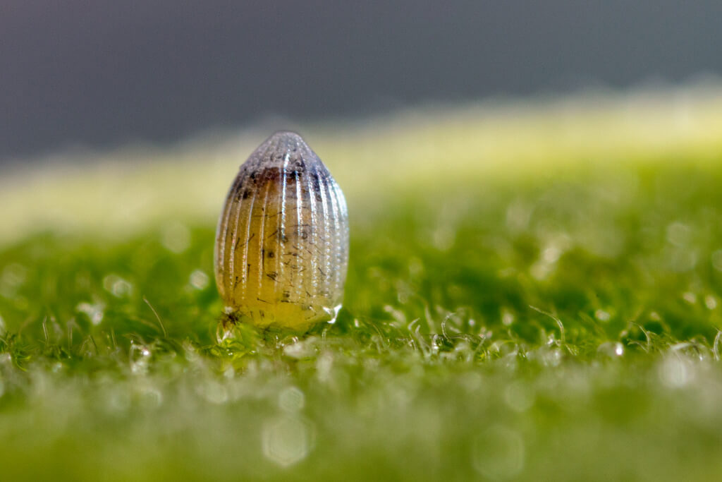 Monarch Butterfly Egg on Milk Weed Leaf