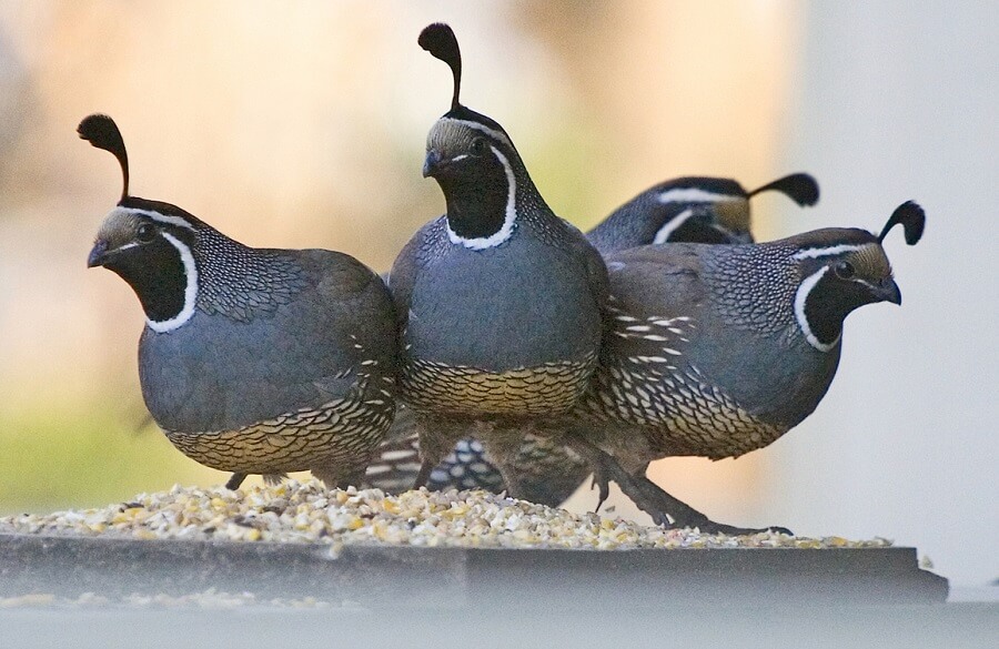 Quail provide self-sufficiency