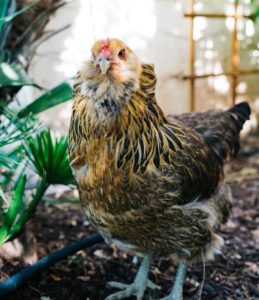 Raise chickens for money in your backyard (1 ...