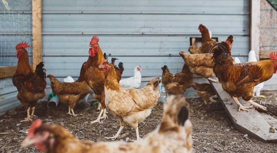 Raising Chickens for money