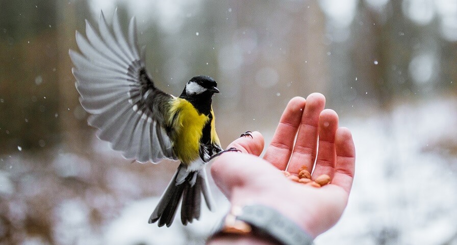 Raising birds for money