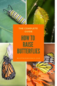 Raising butterflies