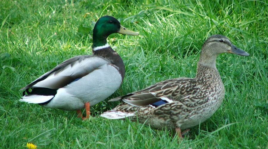 Rouen Ducks 