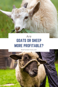 Sheep or goats more profitable (1)